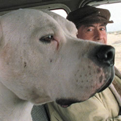 Bombón: El Perro (El perro) 